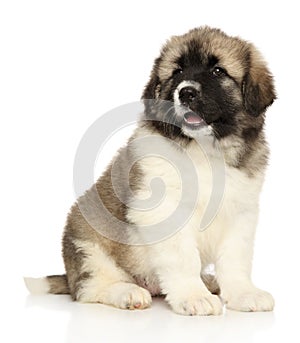 Caucasian shepherd puppy sits on white background