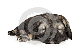 Caucasian shepherd puppy sleep on a white background photo