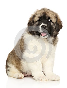 Caucasian shepherd puppy on white background