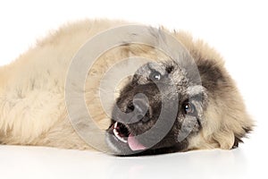 Caucasian shepherd resting