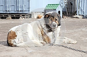 Caucasian Shepherd watchdog. Outdoor shoot