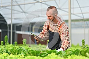 Caucasian smart farmer using tablet to check quality of hydroponic vegetable in greenhouse. Agriculture technology