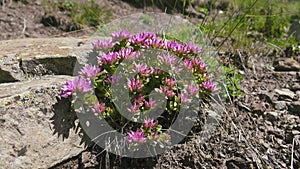 Caucasian stonecrop