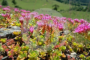 Caucasian stonecrop, Two-row stonecrop