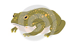 Caucasian toad, Bufo verrucosissimus. Green frog with parotoid glands on skin. Amphibian reptile, wild animal. Flat