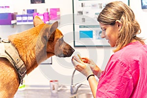 Caucasian veterinary woman rewarding the dog in the routine control with a biscuit