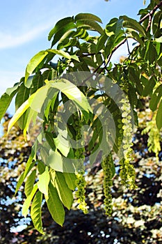Caucasian walnut, or Pterocarya fraxinifolia, a species of tree in the Juglandaceae family