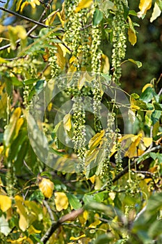 Caucasian walnut (pterocarya fraxinifolia) tree