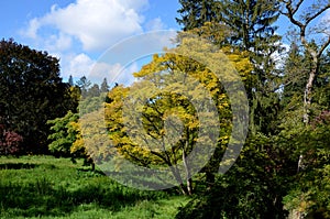 Caucasian wingnut or Caucasian walnut,yellow leaves autumn tree