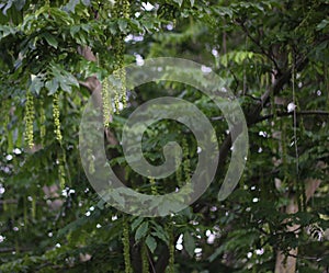 Caucasian Wingnut With Fruits