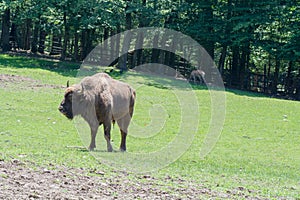 Caucasian wisent walking on the grass park with trees in the summer
