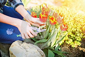 Caucasian woman cuts red-orange tulips in her garden. In the background is a Sunny garden. Close up hands. Sunshine