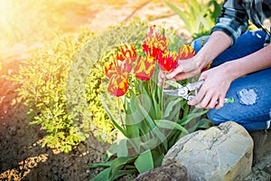 Caucasian woman cuts red-orange tulips in her garden. In the background is a Sunny garden. Close up hands. Sunshine. Copy space