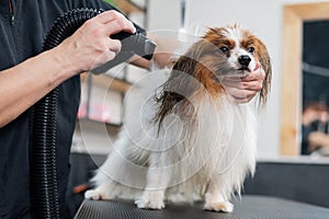 Caucasian woman dries the dog. Papillon Continental Spaniel in the grooming salon.