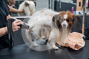 Caucasian woman dries the dog. Papillon Continental Spaniel in the grooming salon.