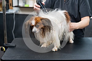 Caucasian woman dries the dog. Papillon Continental Spaniel in the grooming salon.