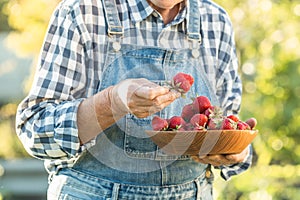 Caucasian woman holding wooden bowl full of freshly picked strawberries in garden. Elderly lady farmer wearing jeans overalls with