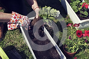 Caucasian woman planting white ipomoea. Hobby and leisure time