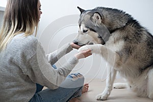 Caucasian woman training alaskan Malamute dog. Give paw.