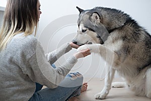 Caucasian woman training alaskan Malamute dog. Give paw. photo
