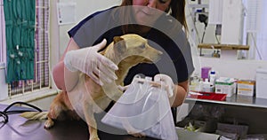 Caucasian woman volunteer nursing a dog