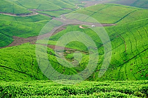 Woman/tourist walking through tea plantation field in Rwanda, Af photo