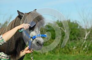 The Caucasian young woman is holding the comb in her hand and combing the long forelock of her grey pony in outdoors