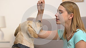 Caucasian young woman training labrador dog perform commands, pet discipline