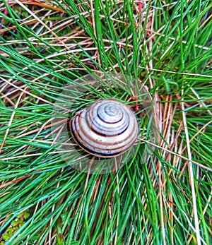 Caucasotachea vindobonensis. Snail. Snail shell.