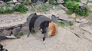 caucassusu mountain shepherd dog in the nature