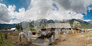 Caucasus. Arkhyz. Mountain village and the horses.