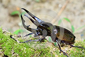 Caucasus beetle