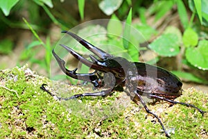 Caucasus beetle