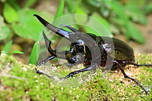 Caucasus beetle