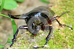 Caucasus beetle