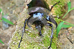 Caucasus beetle