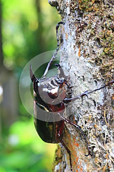 Caucasus beetle in Sulawesi Island, Indonesia
