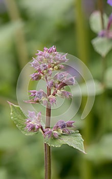 Caucasus catmint, flower stalk with buds