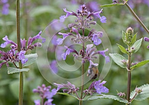 Caucasus catmint, flowers with bumblebee