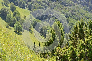 Caucasus mixed forests in Ilisu natural reserve, north-western Azerbaijan