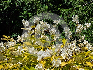 Caucasus mock-orange philadelphus caucasicus `Aureus` with brilliant golden yellow ovate leaves bearing abundant clusters of