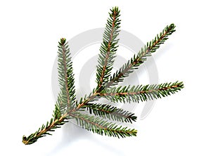 Caucasus spruce, Picea, orientalis