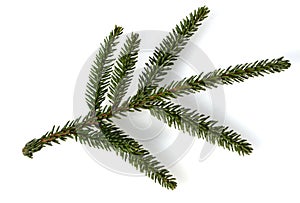 Caucasus spruce, Picea, orientalis