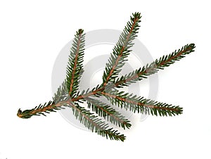 Caucasus spruce, Picea, orientalis