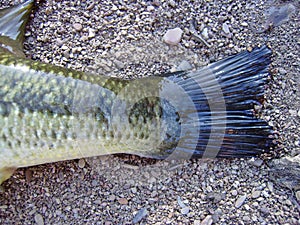 Caudal fin of a Black Bass, Micropterus salmoides.