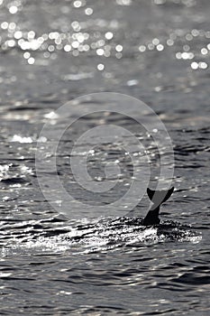 Caudal fin from a dolphins as he dives