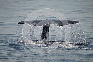 Caudal fin of a sperm whale in the Ligurian sea. photo