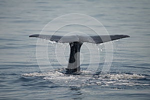 Caudal fin of sperm whale in the Ligurian sea. photo