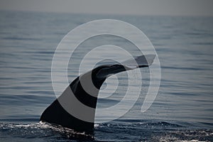 Caudal fin of a sperm whale in the Ligurian sea. photo