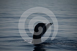 Caudal fin of a sperm whale in the Ligurian sea.